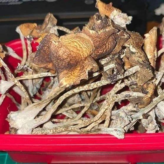 Bulk Mushroom I